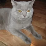 Британские котята голубого окраса с родословной