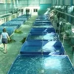Бассейны для разведения рыбы,  раков и т. д.