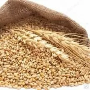 Дробленка из ячменя и пшеницы