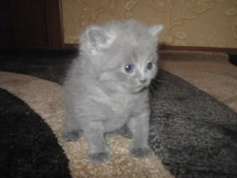Британские котята голубого окраса с родословной 2