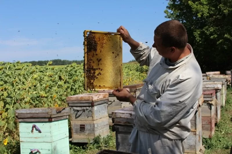 Продам оптом мёд 2014 года 2