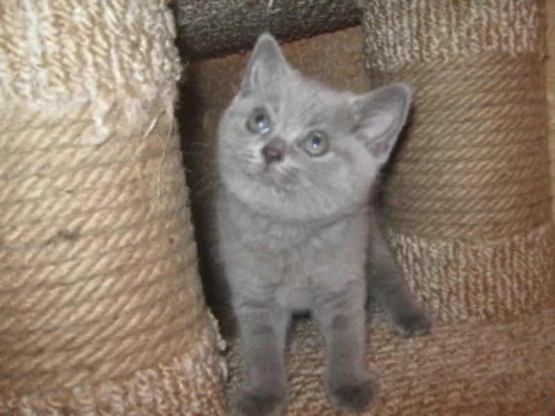 Британские котята с отличной родословной голубого и лилового окраса 2