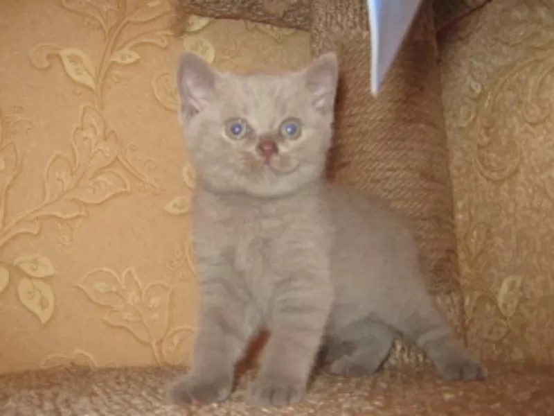 Британские котята с отличной родословной голубого и лилового окраса 3