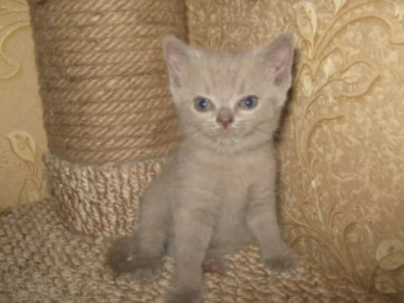 Британские котята с отличной родословной голубого и лилового окраса 4
