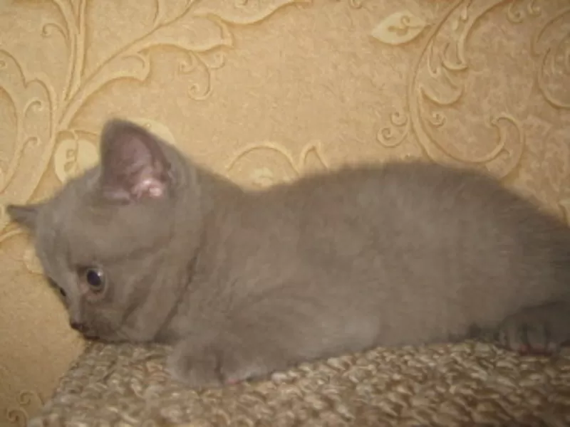 Британские котята с отличной родословной голубого и лилового окраса 5