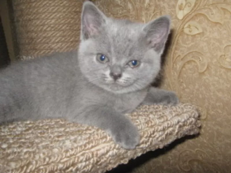 Британские котята с отличной родословной голубого и лилового окраса 6