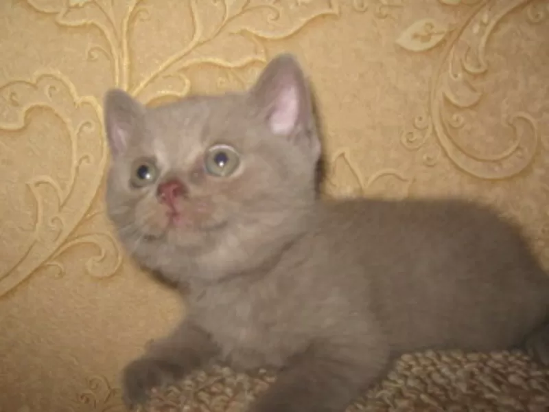 Британские котята с отличной родословной голубого и лилового окраса